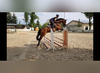 Anglo European Studbook, Gelding, 10 years, 17,1 hh, Brown