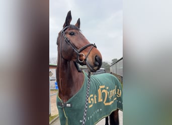 Anglo European Studbook, Gelding, 10 years, 17,1 hh, Brown