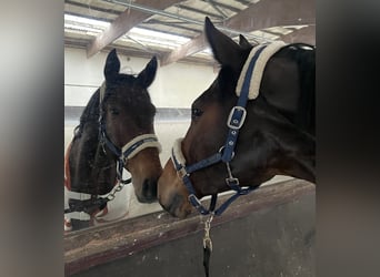 Anglo European Studbook, Gelding, 10 years, 17,1 hh, Brown