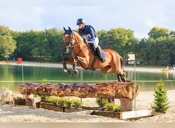 Anglo European Studbook, Gelding, 11 years, 16 hh, Brown