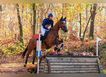 Anglo European Studbook, Gelding, 11 years, 16 hh, Brown