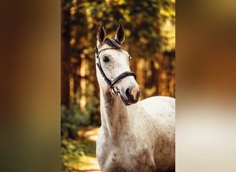 Anglo European Studbook, Gelding, 11 years, 16 hh, Grey-Dapple