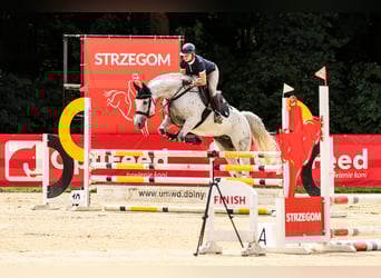 Anglo European Studbook, Gelding, 11 years, 16 hh, Grey