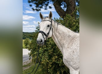 Anglo European Studbook, Gelding, 11 years, 17.1 hh, Grey-Fleabitten