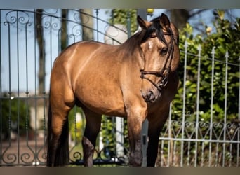 Anglo European Studbook, Gelding, 11 years, 17 hh