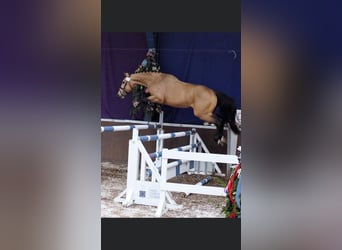 Anglo European Studbook, Gelding, 11 years, 17 hh