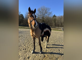 Anglo European Studbook, Gelding, 12 years, 17 hh, Brown