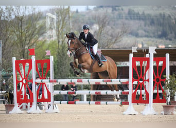 Anglo European Studbook, Gelding, 15 years, 14,2 hh, Brown