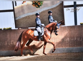 Anglo European Studbook, Gelding, 15 years, 17,1 hh, Chestnut-Red