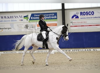 Anglo European Studbook, Gelding, 16 years, 17 hh, Pinto