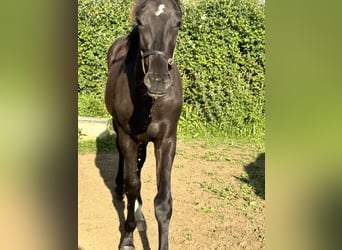 Anglo European Studbook, Wallach, 1 Jahr, 16 hh, Rappe