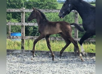 Anglo European Studbook, Wallach, 1 Jahr, 16 hh, Rappe