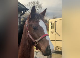 Anglo European Studbook, Gelding, 1 year, Bay