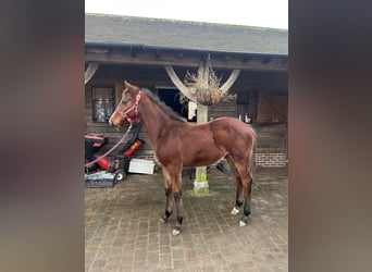 Anglo European Studbook, Gelding, 1 year, Bay