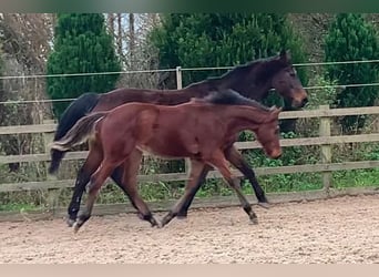 Anglo European Studbook, Gelding, 1 year, Bay