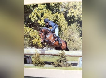 Anglo European Studbook, Gelding, 1 year, Bay