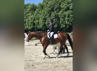 Anglo European Studbook, Gelding, 20 years, 16,1 hh, Brown