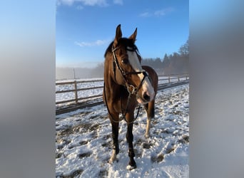 Anglo European Studbook, Gelding, 21 years, 16,1 hh, Brown