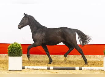 Anglo European Studbook, Gelding, 2 years, 14,2 hh, Black