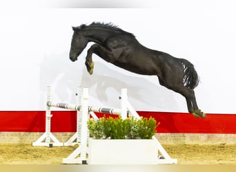 Anglo European Studbook, Gelding, 2 years, 14,2 hh, Black