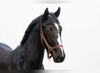 Anglo European Studbook, Gelding, 2 years, 14,2 hh, Black