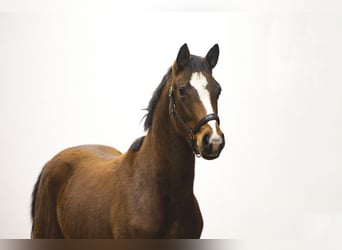 Anglo European Studbook, Gelding, 2 years, 14,2 hh