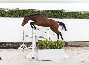 Anglo European Studbook, Gelding, 2 years, 15 hh, Brown