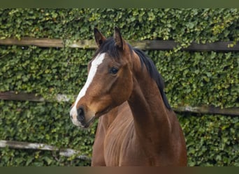 Anglo European Studbook, Gelding, 2 years, 15 hh, Brown