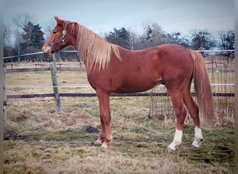 Anglo European Studbook, Gelding, 2 years, 16,2 hh, Chestnut-Red