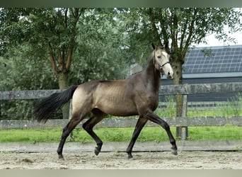 Anglo European Studbook, Gelding, 2 years, 16.2 hh, Dun