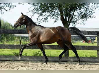 Anglo European Studbook, Gelding, 2 years, 16 hh, Brown