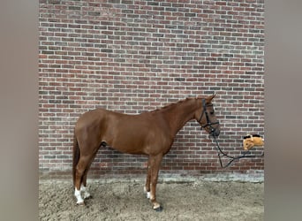 Anglo European Studbook, Gelding, 3 years, 14.1 hh, Chestnut-Red
