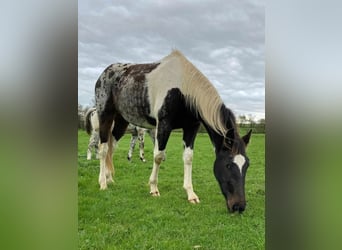 Anglo European Studbook, Gelding, 3 years, 15,3 hh, Tobiano-all-colors