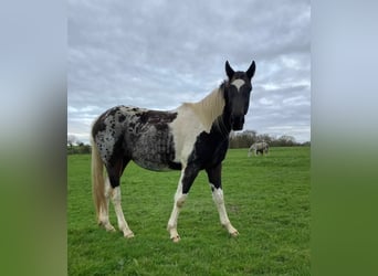 Anglo European Studbook, Gelding, 3 years, 15,3 hh, Tobiano-all-colors