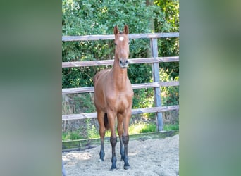 Anglo European Studbook, Gelding, 3 years, 15,2 hh, Brown