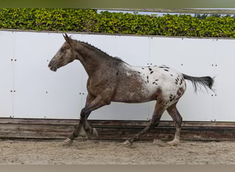 Anglo European Studbook, Gelding, 3 years, 15,2 hh, Leopard-Piebald