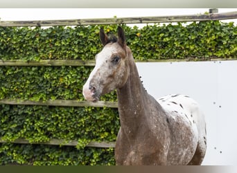 Anglo European Studbook, Gelding, 3 years, 15,2 hh, Leopard-Piebald