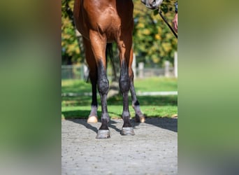 Anglo European Studbook, Gelding, 3 years, 16,1 hh, Brown