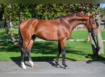 Anglo European Studbook, Gelding, 3 years, 16,1 hh, Brown