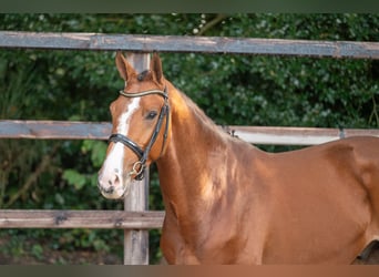 Anglo European Studbook, Gelding, 3 years, 16,1 hh, Brown