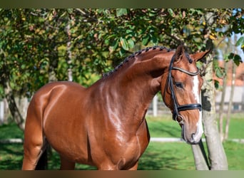 Anglo European Studbook, Gelding, 3 years, 16,1 hh, Brown