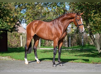 Anglo European Studbook, Gelding, 3 years, 16,1 hh, Brown