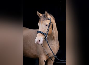 Anglo European Studbook, Gelding, 3 years, 16.1 hh, Champagne