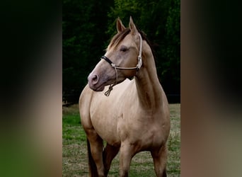 Anglo European Studbook, Gelding, 3 years, 16.1 hh, Champagne