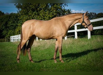 Anglo European Studbook, Gelding, 3 years, 16.1 hh, Champagne