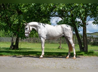 Anglo European Studbook, Gelding, 3 years, 16.1 hh, Grey