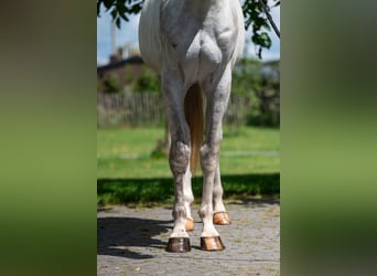Anglo European Studbook, Gelding, 3 years, 16.1 hh, Grey