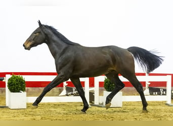 Anglo European Studbook, Gelding, 3 years, 16,2 hh, Bay-Dark