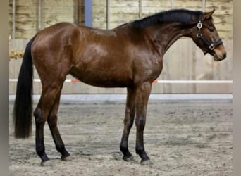 Anglo European Studbook, Gelding, 3 years, 16.2 hh, Brown