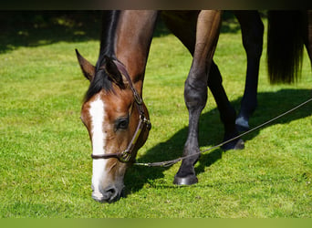 Anglo European Studbook, Gelding, 3 years, 16,2 hh, Roan-Bay